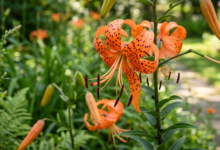 tiger lily