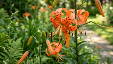 tiger lily